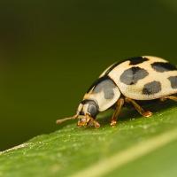 Fourteen Spot Ladybird 